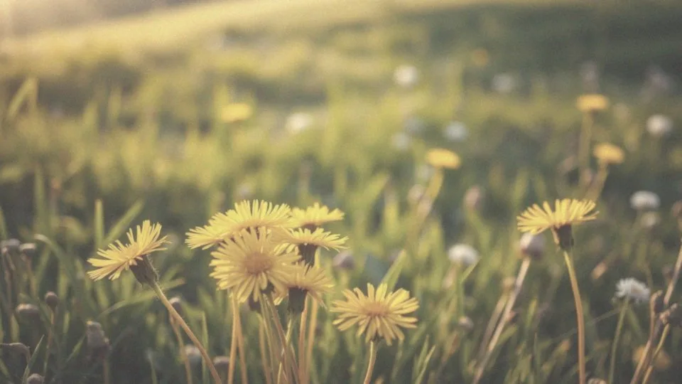 Jak mniszek lekarski wpływa na wytwarzanie żółci?